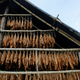 Tobacco leaves are seen in a curing barn at a tobacco plantation in Sucre